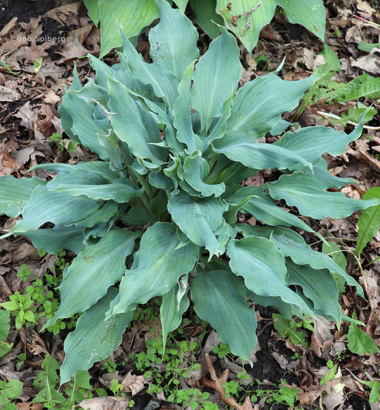 Hosta Rough and Tumble 5.25" Pot Well Rooted Perennial Shade Plant