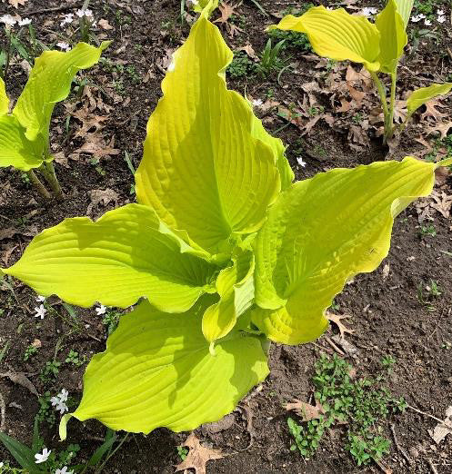Hosta The Trophy Wife 5.25" Pot Well Rooted Perennial Shade Plant