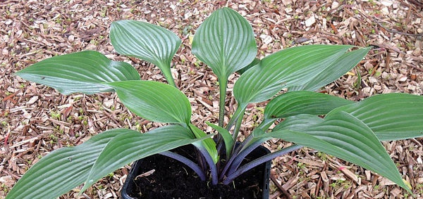 Hosta Black Light 5.25" Pot Well Rooted Perennial Shade Plant