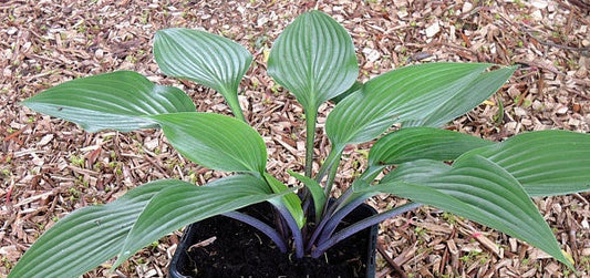 Hosta Black Light 5.25" Pot Well Rooted Perennial Shade Plant