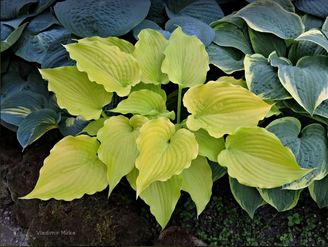 Hosta Bohemia Yellow Corvette 5.25" Pot Well Rooted Perennial Shade Plant