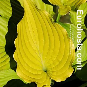 Hosta Bohemia Yellow Corvette 5.25" Pot Well Rooted Perennial Shade Plant