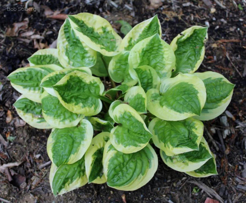 Hosta Fruit Loop 5.25" Pot Well Rooted Perennial Shade Plant