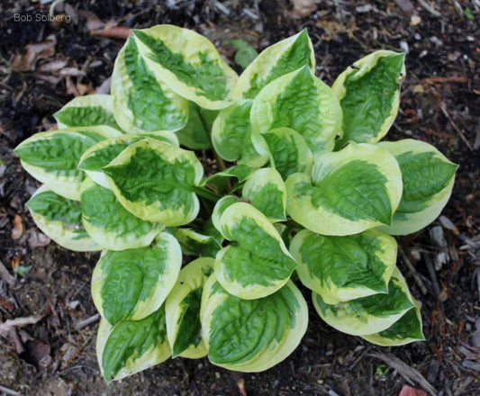 Hosta Fruit Loop 5.25" Pot Well Rooted Perennial Shade Plant