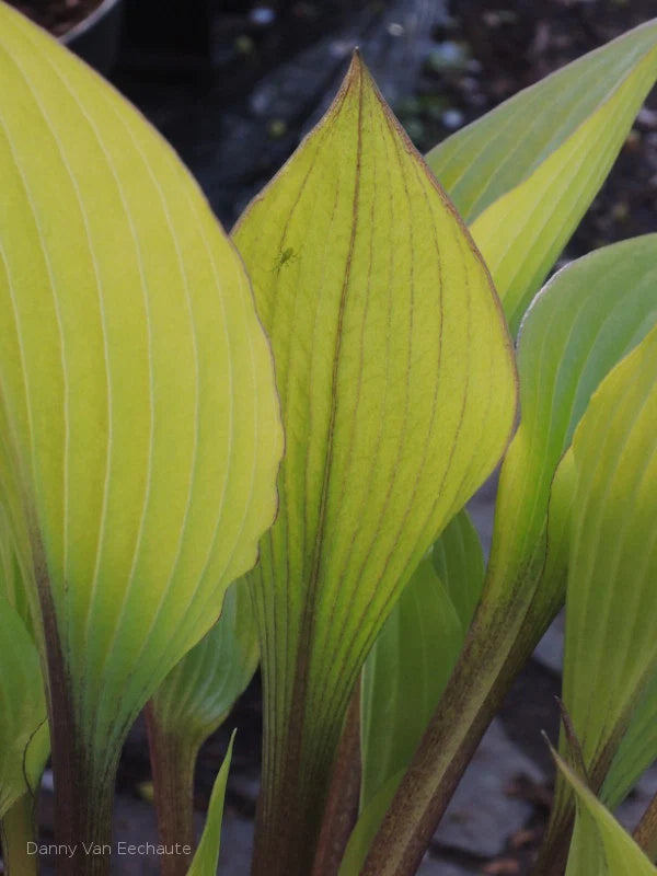 Hosta Holar Early Days 5.25" Pot Well Rooted Perennial Shade Plant