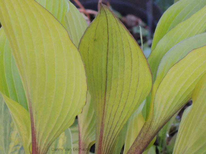 Hosta Holar Early Days 5.25" Pot Well Rooted Perennial Shade Plant