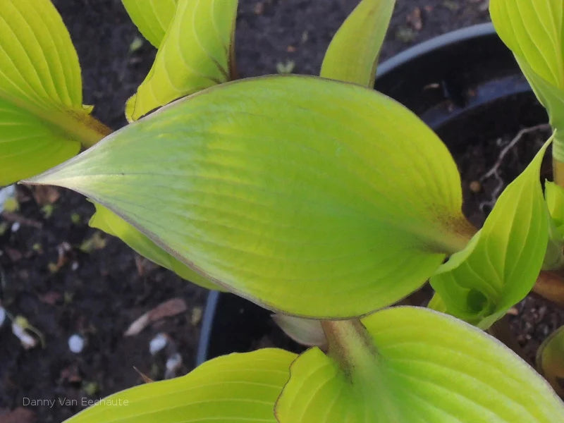 Hosta Holar Early Days 5.25" Pot Well Rooted Perennial Shade Plant