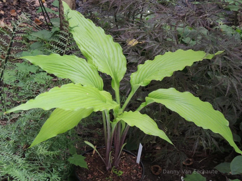 Hosta Kempen Waving Shadow 5.25" Pot Well Rooted Perennial Shade Plant