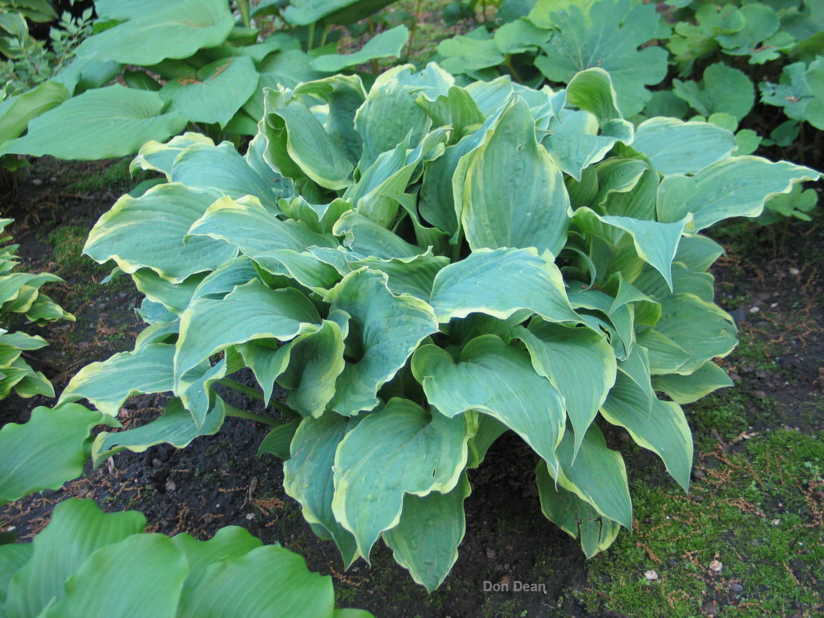 Hosta Party Trimmings 5.25" Pot Well Rooted Perennial Shade Plant