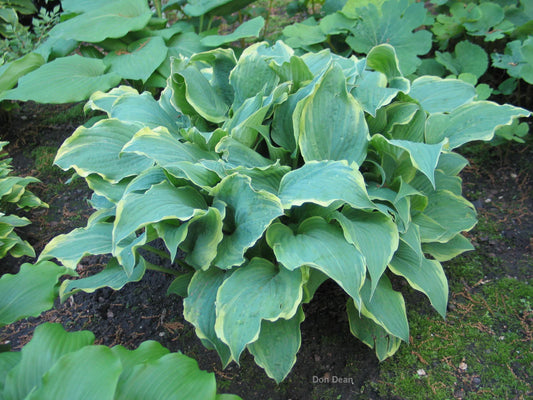 Hosta Party Trimmings 5.25" Pot Well Rooted Perennial Shade Plant