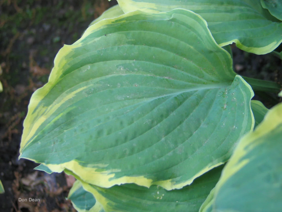 Hosta Party Trimmings 5.25" Pot Well Rooted Perennial Shade Plant