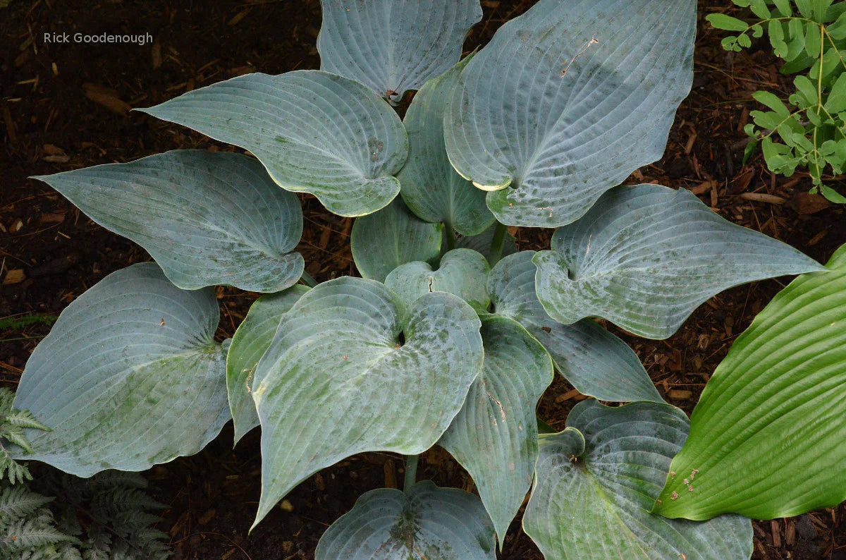 Hosta The Future King 5.25" Pot Well Rooted Perennial Shade Plant