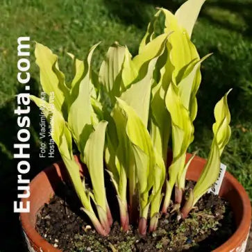 Hosta Yellow Waves 5.25" Pot Well Rooted Perennial Shade Plant