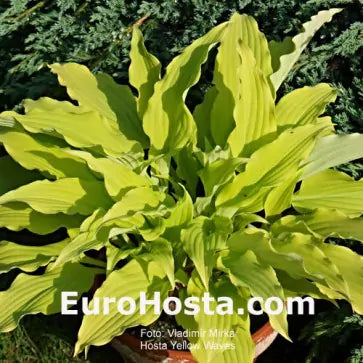 Hosta Yellow Waves 5.25" Pot Well Rooted Perennial Shade Plant