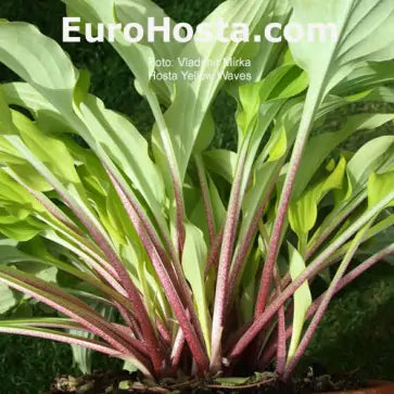 Hosta Yellow Waves 5.25" Pot Well Rooted Perennial Shade Plant