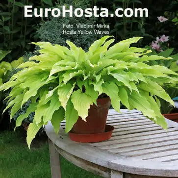 Hosta Yellow Waves 5.25" Pot Well Rooted Perennial Shade Plant
