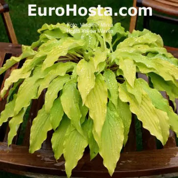 Hosta Yellow Waves 5.25" Pot Well Rooted Perennial Shade Plant