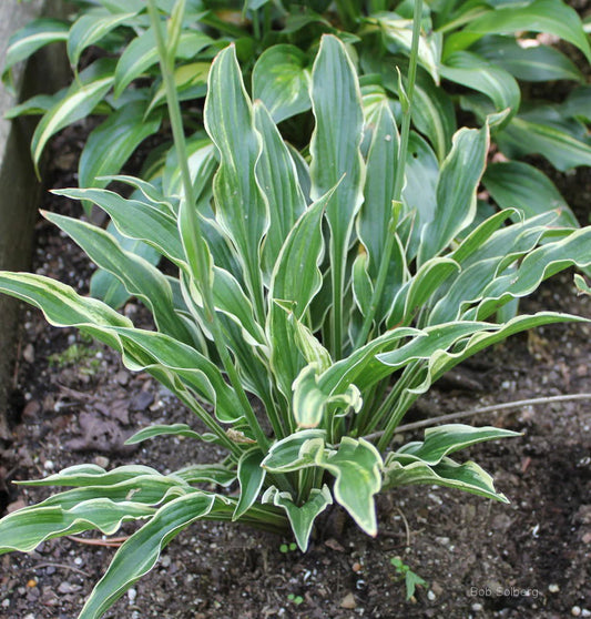 Hosta Yippee 5.25" Pot Well Rooted Perennial Shade Plant