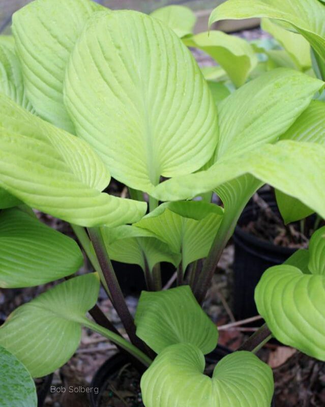 Hosta Tom Terrific 5.25" Pot Well Rooted Perennial Shade Plant