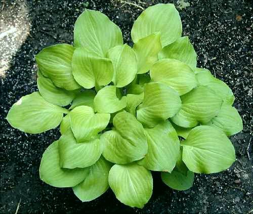 Hosta Vanilla Cream 5.25" Pot Well Rooted Perennial Shade Plant