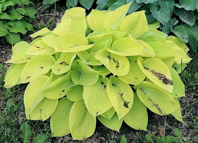 Hosta Minnesota Moon 5.25" Pot Well Rooted Perennial Shade Plant