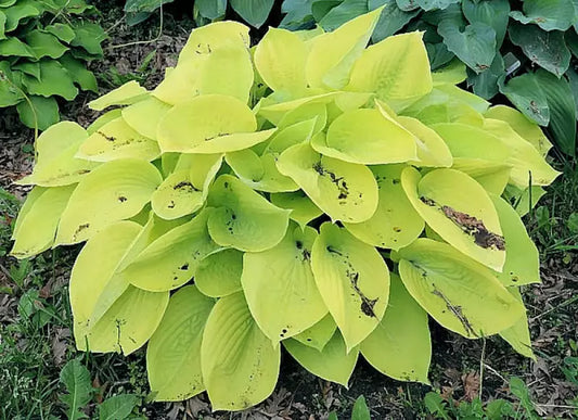 Hosta Minnesota Moon 5.25" Pot Well Rooted Perennial Shade Plant