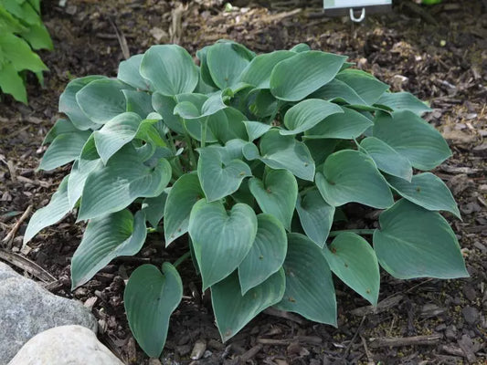 Hosta Toy Soldier 5.25" Pot Well Rooted Perennial Shade Plant
