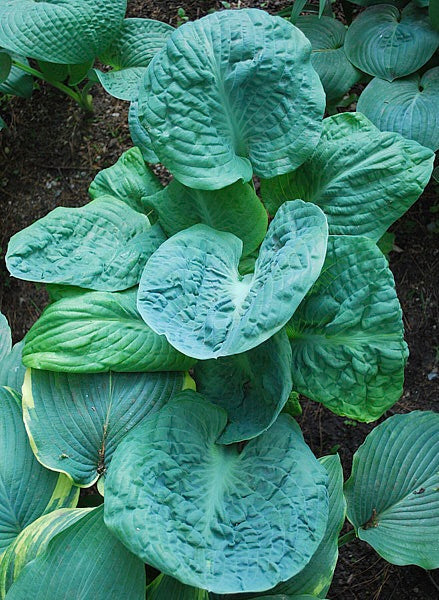 Hosta Generation X 5.25" Pot Well Rooted Perennial Shade Plant