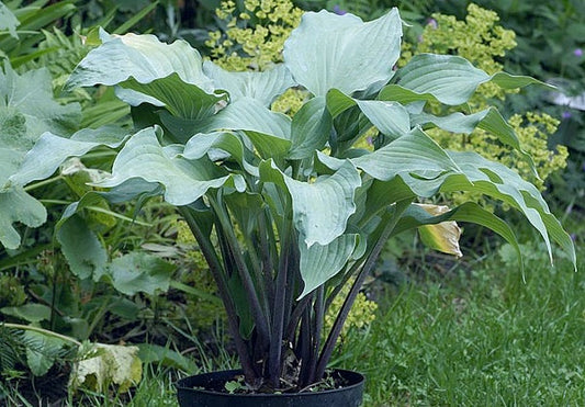 Hosta Red Wine Fries 5.25" Pot Well Rooted Perennial Shade Plant
