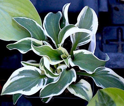 Hosta Mouse on the Moon 5.25" Pot Well Rooted Perennial Shade Plant