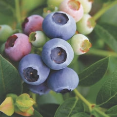 Reka Blueberry Edible Fast Growing Fruit 5.25" Pot Perennial Dwarf Bush