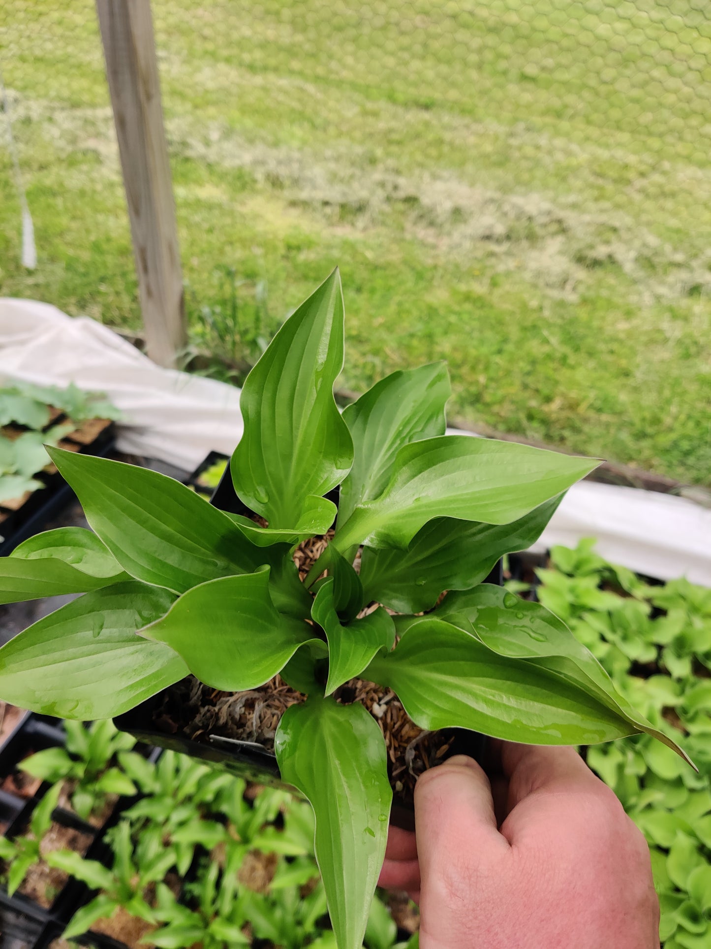Hosta Wild Cherry – Shade-Loving Perennial with Glossy Vibrant Foliage