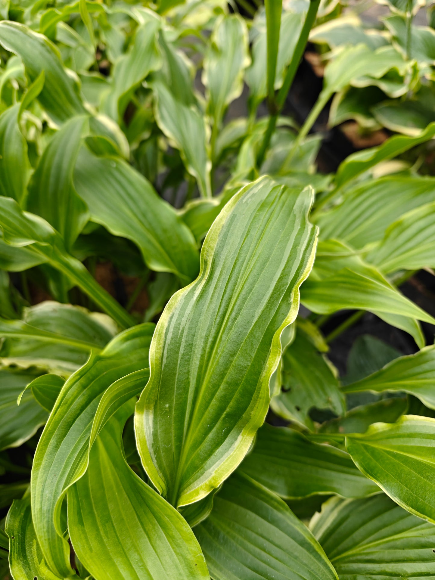 Hosta Three Coins 5.25" Pot Well Rooted Perennial Shade Plant