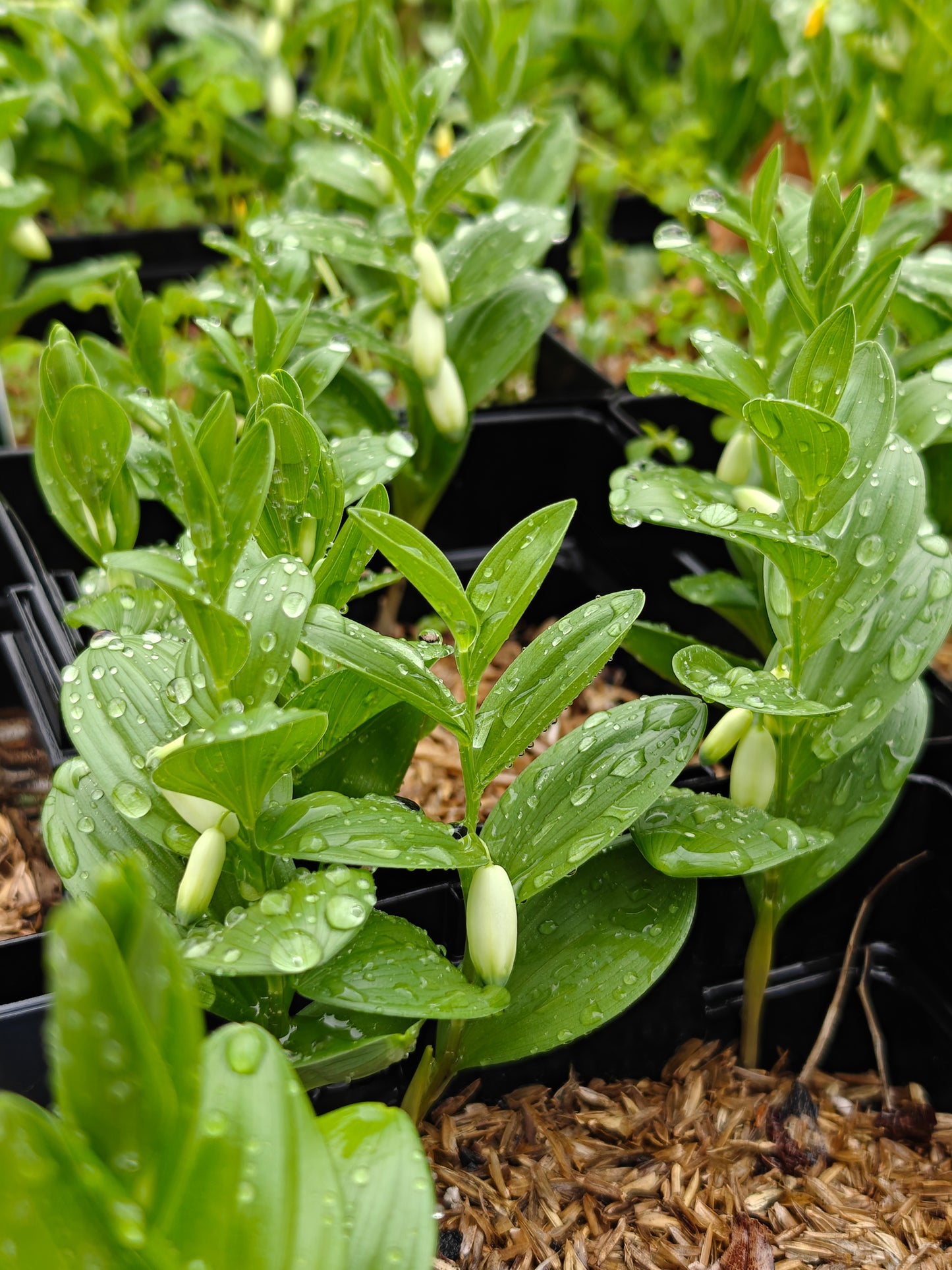 Polygonatum humile Dwarf 5.25" Pot Well Rooted Perennial Solomon's Seal
