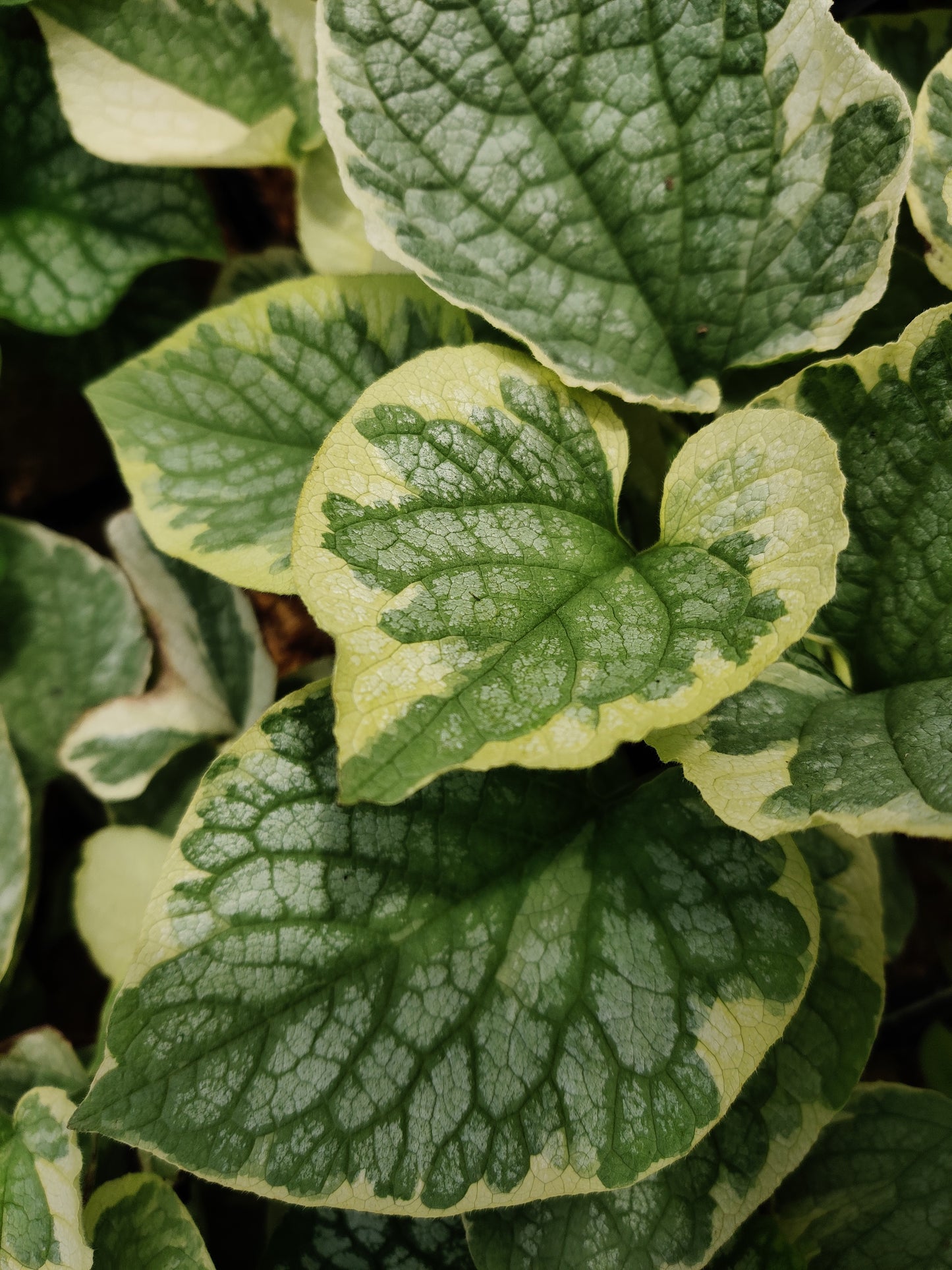 Brunnera King's Ransom Perennial Shade Plant Unique