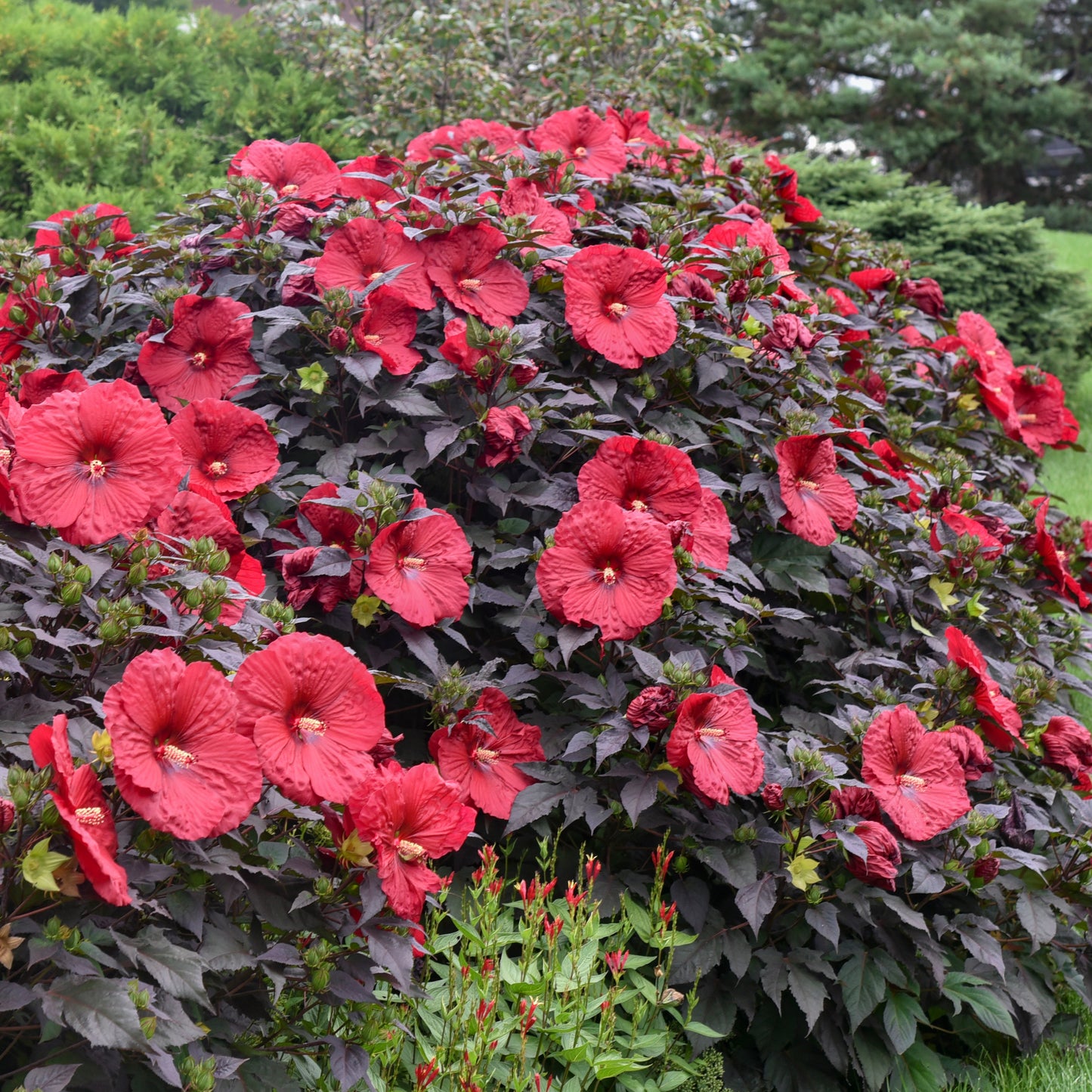 Hibiscus Holy Grail 5.25" Pot Well Rooted Perennial Proven Winners