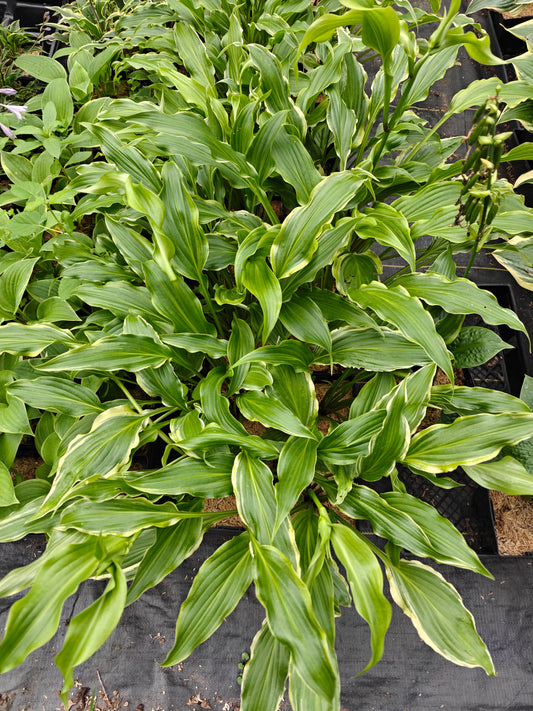 Hosta Three Coins 5.25" Pot Well Rooted Perennial Shade Plant