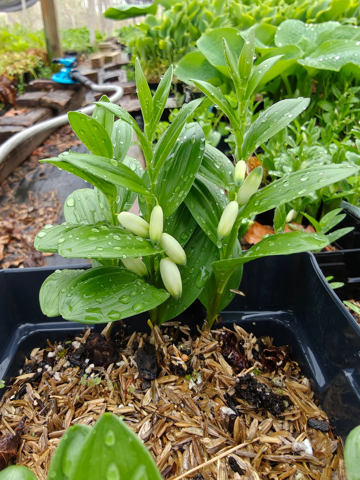 Polygonatum humile Dwarf 5.25" Pot Well Rooted Perennial Solomon's Seal