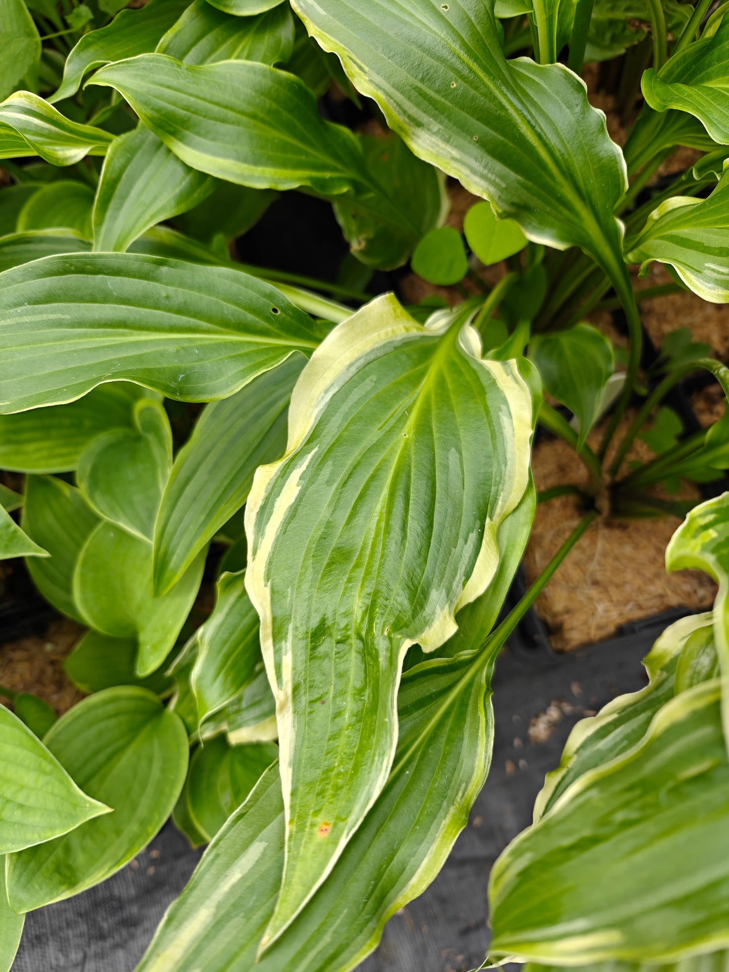 Hosta Three Coins 5.25" Pot Well Rooted Perennial Shade Plant