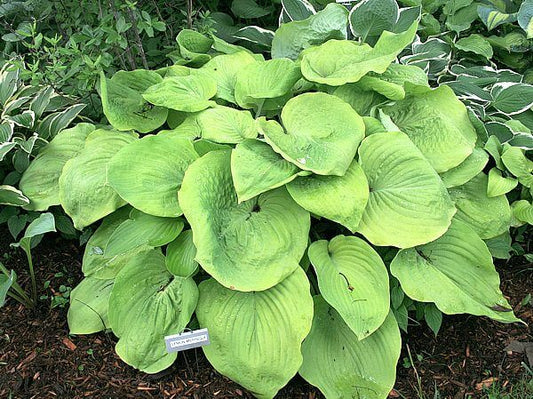 Hosta Lemon Meringue 5.25" Pot Well Rooted Perennial Shade Plant