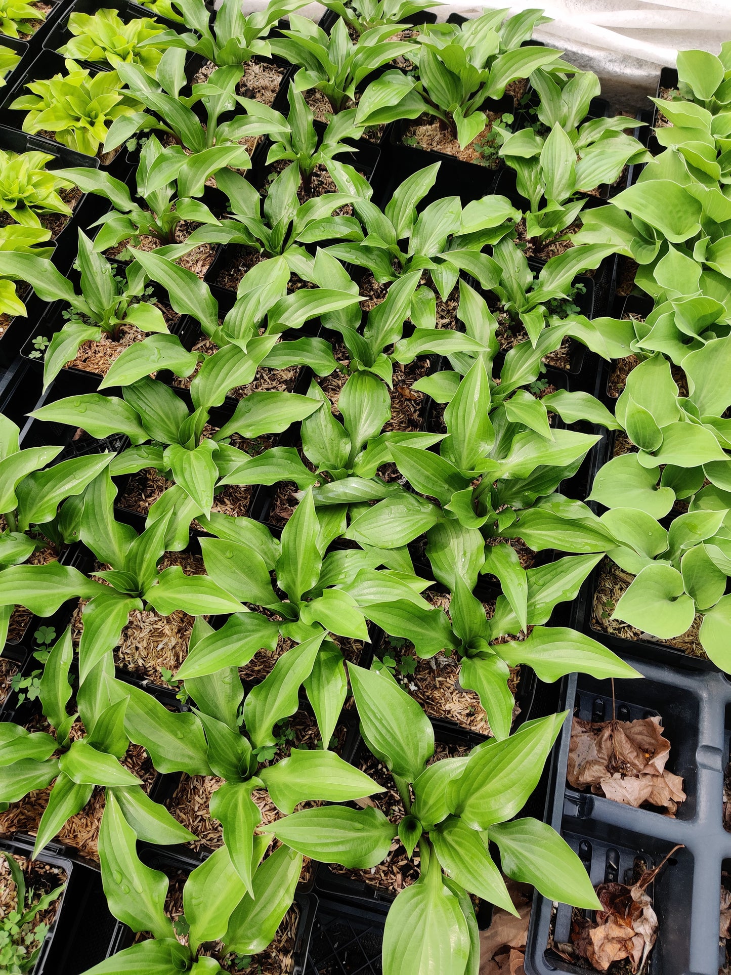 Hosta Wild Cherry – Shade-Loving Perennial with Glossy Vibrant Foliage