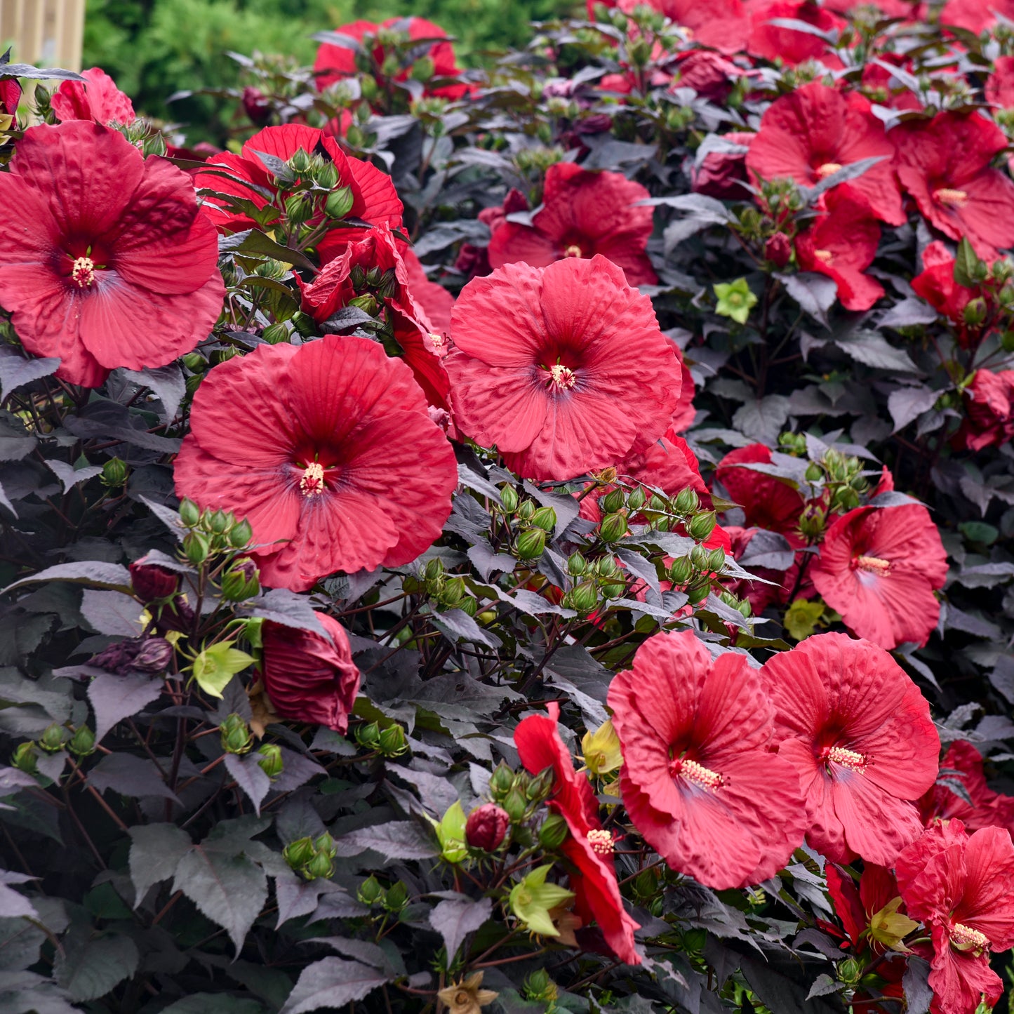 Hibiscus Holy Grail 5.25" Pot Well Rooted Perennial Proven Winners