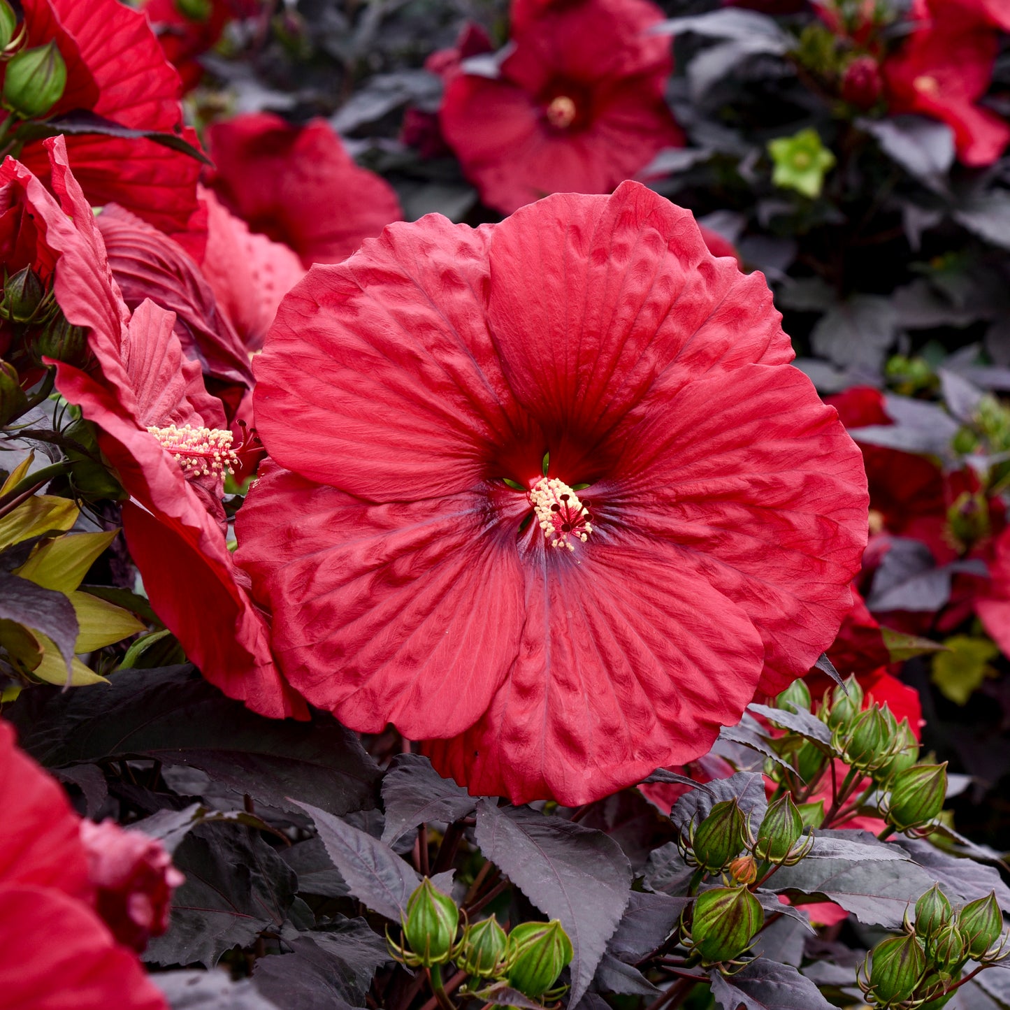 Hibiscus Holy Grail 5.25" Pot Well Rooted Perennial Proven Winners
