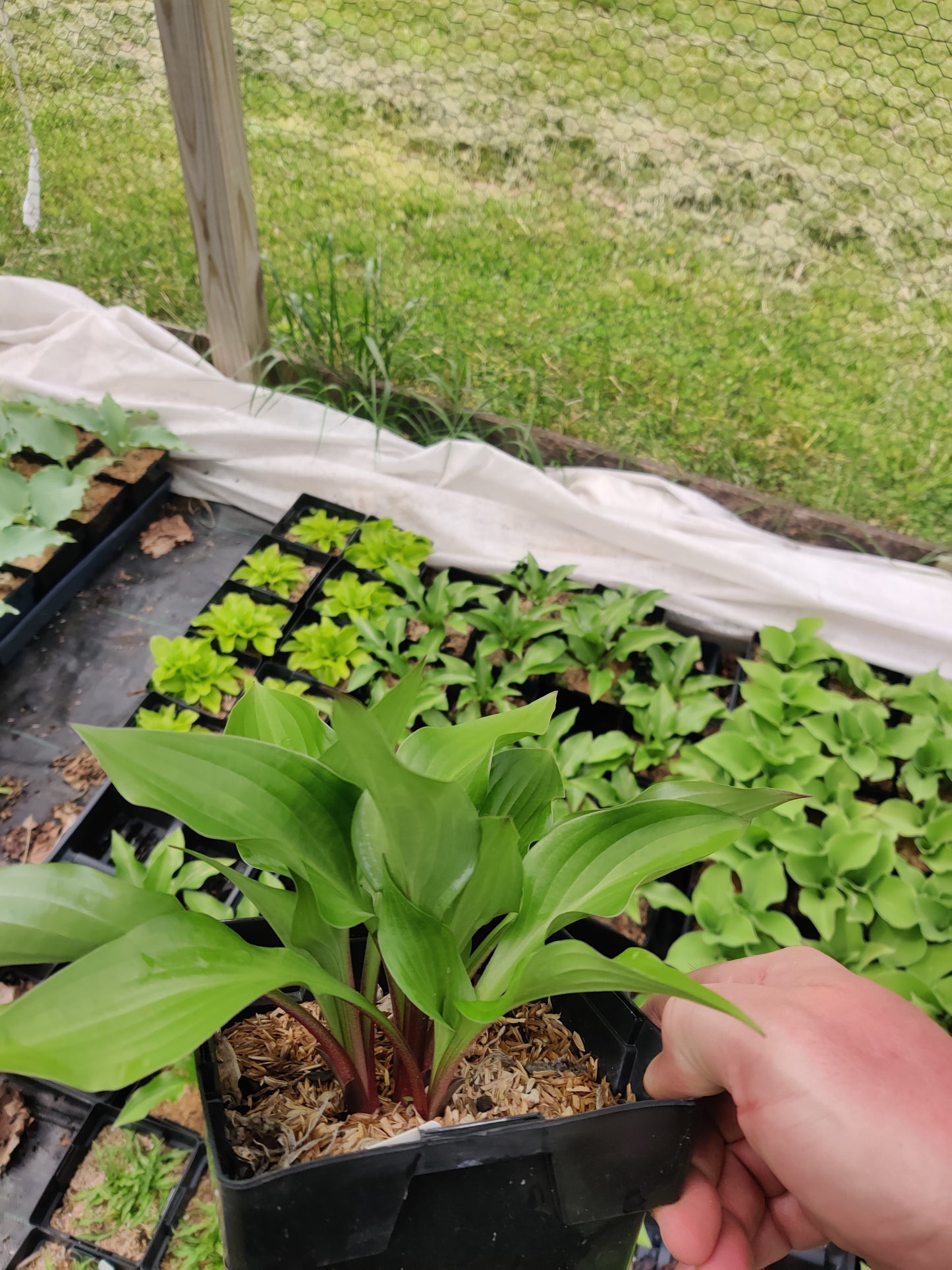 Hosta Wild Cherry – Shade-Loving Perennial with Glossy Vibrant Foliage