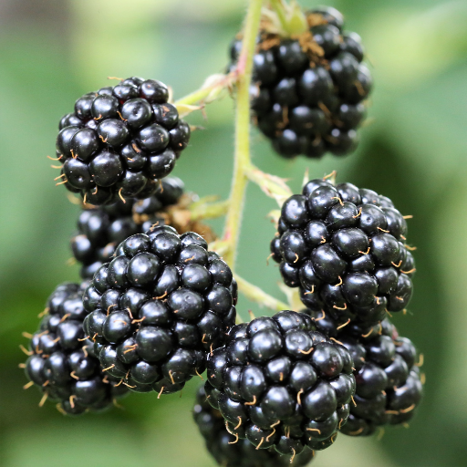Ponca Thornless Blackberry 5.25" Pot Fast Growing Hardy Perennial