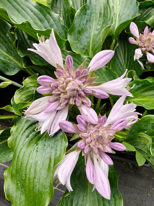 Hosta Waterslide Well Rooted 5.25" Pot Perennial Shade Plant Proven Winners