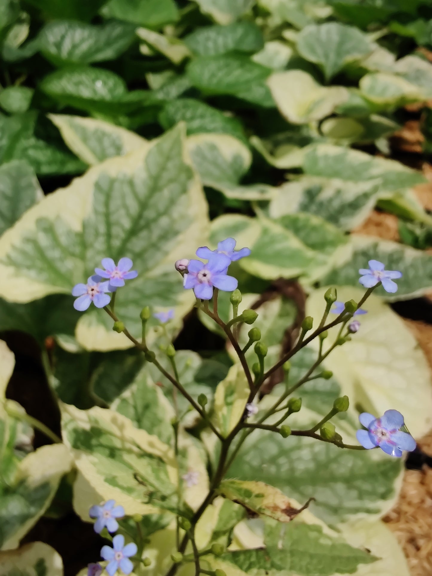 Brunnera King's Ransom Perennial Shade Plant Unique