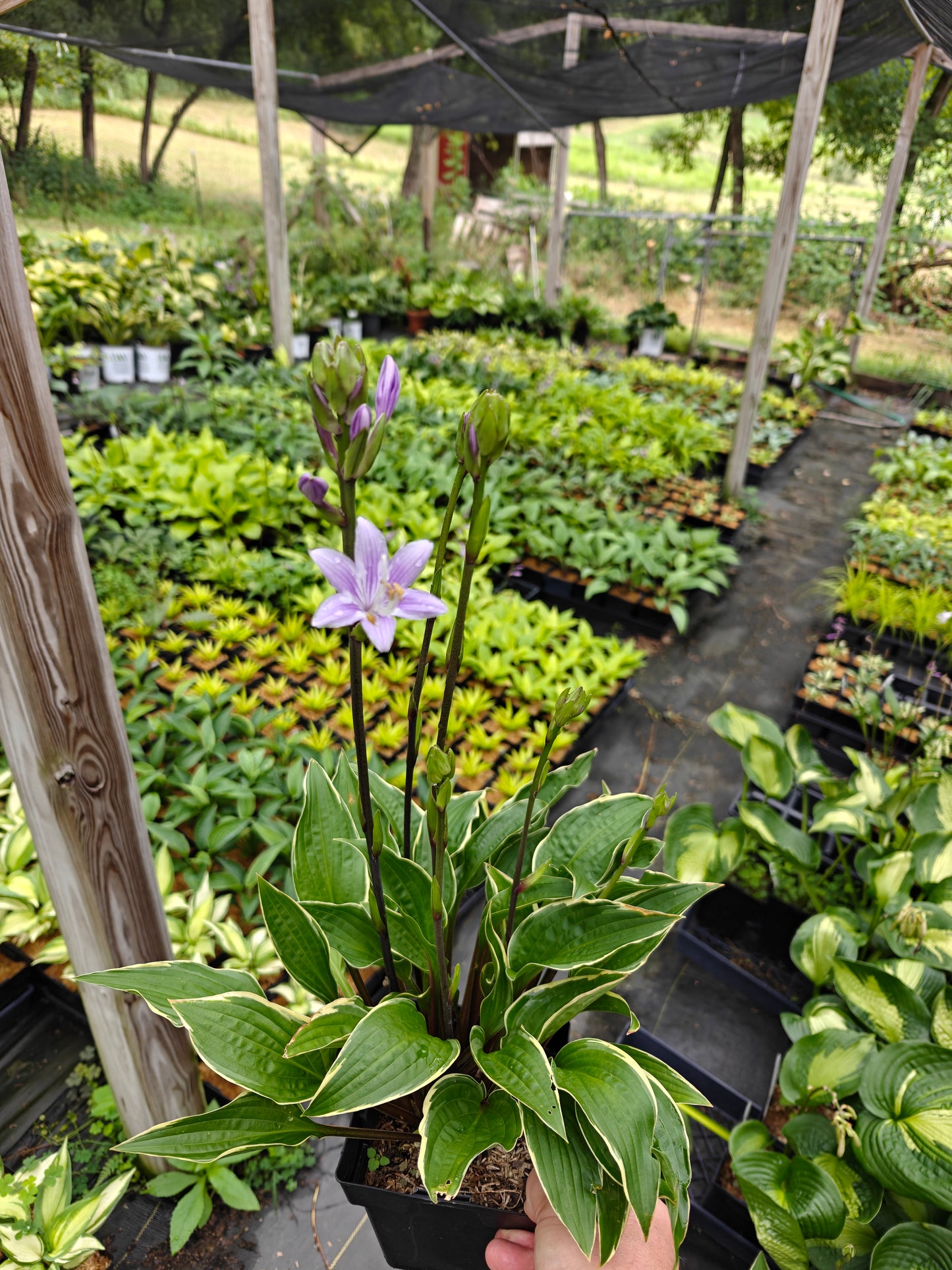 Hosta Grateful Red 5.25" Pot Perennial Shade Variegated Hardy Red Petioles