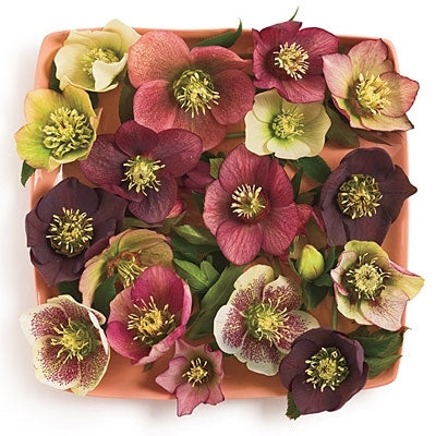 Hellebore Sunshine Selections 5.25" Pot Well Rooted Perennial Shade Plant