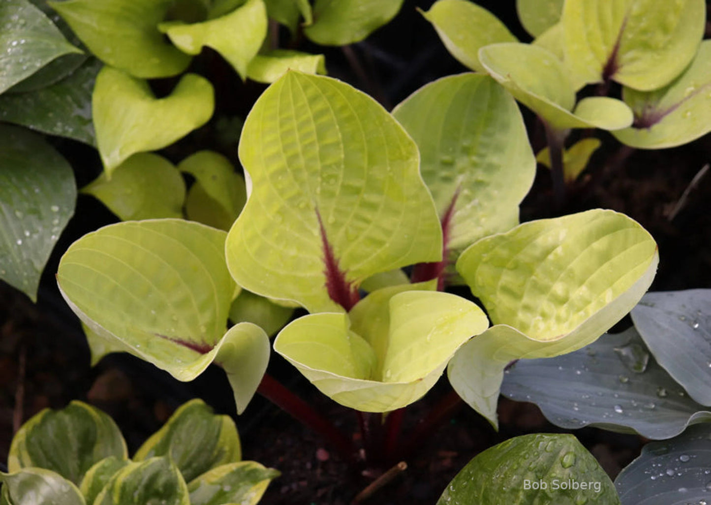 Hosta Ruby Earrings 5.25" Pot Well Rooted Perennial Shade Plant
